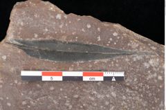 Foto (Detailsansicht) von Plantae indet. (NHMW-GEO-2024-0188-0757a)